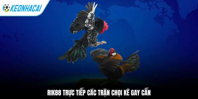 RIK88 trực tiếp các trận chọi kê gay cấn